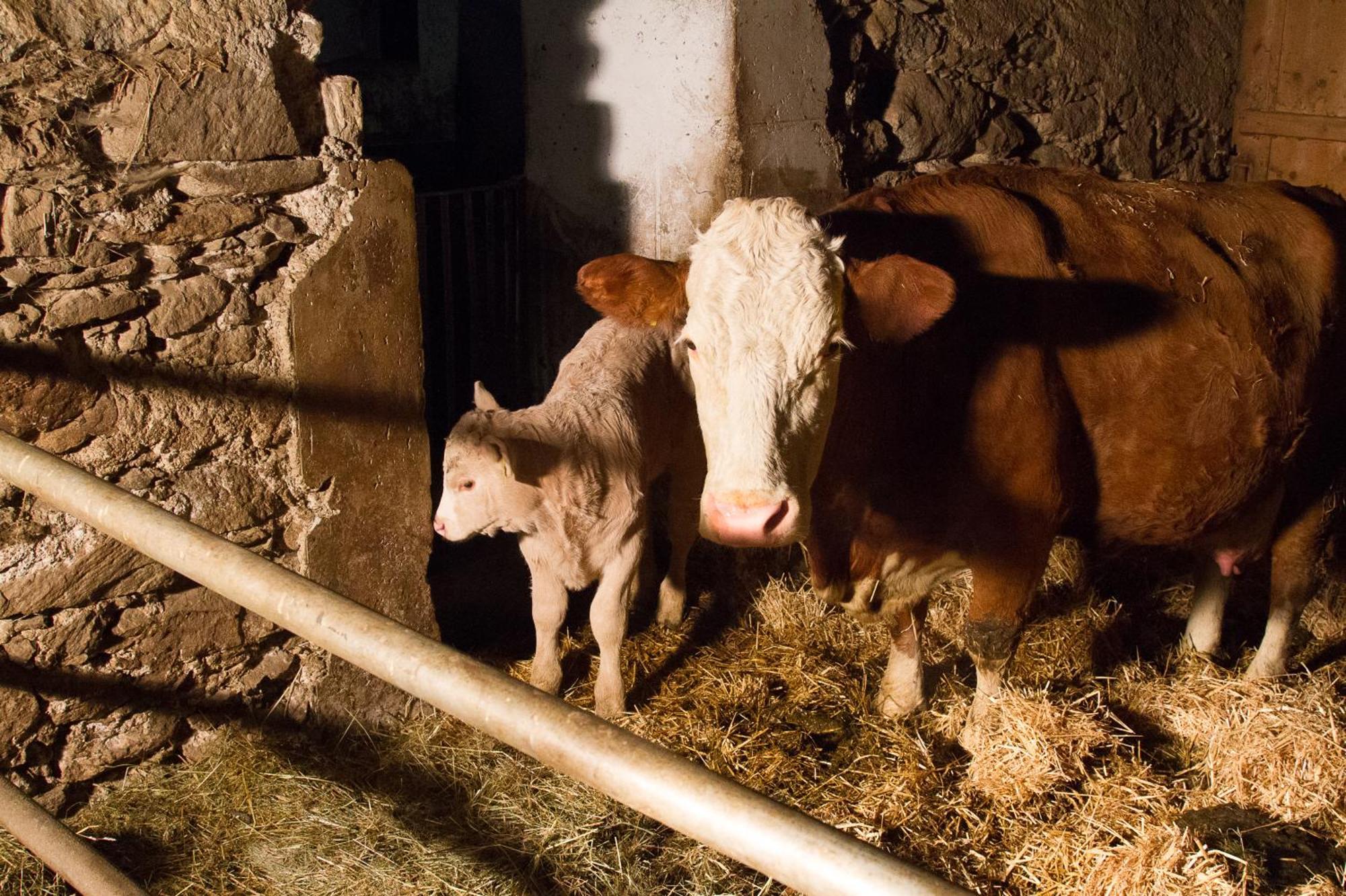 Ranacherhof Obervellach Zewnętrze zdjęcie