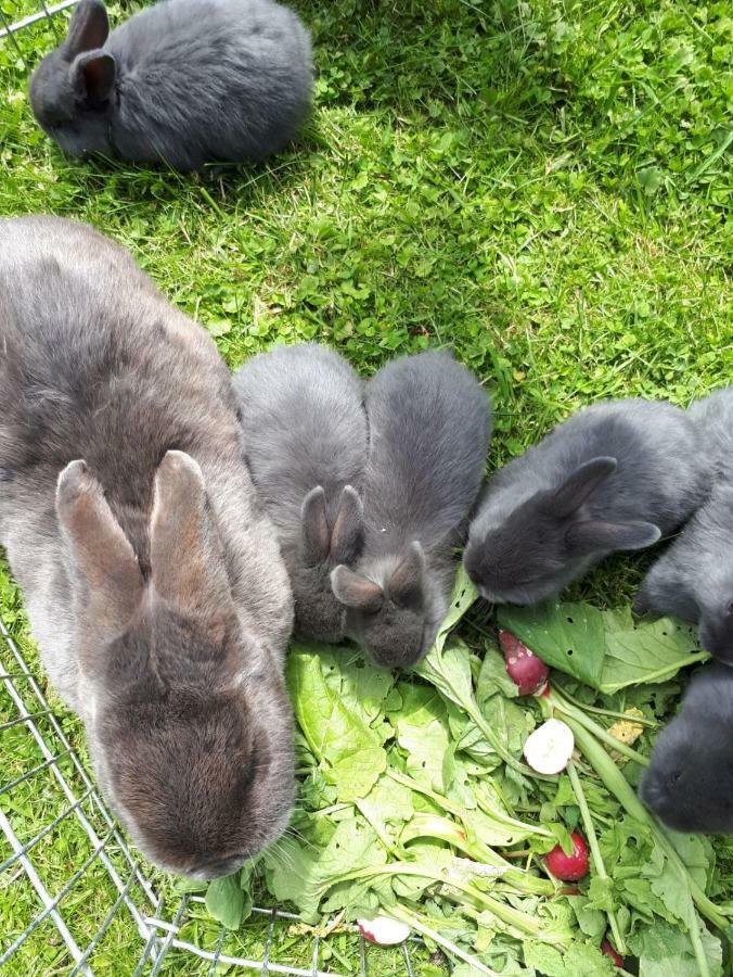 Ranacherhof Obervellach Zewnętrze zdjęcie